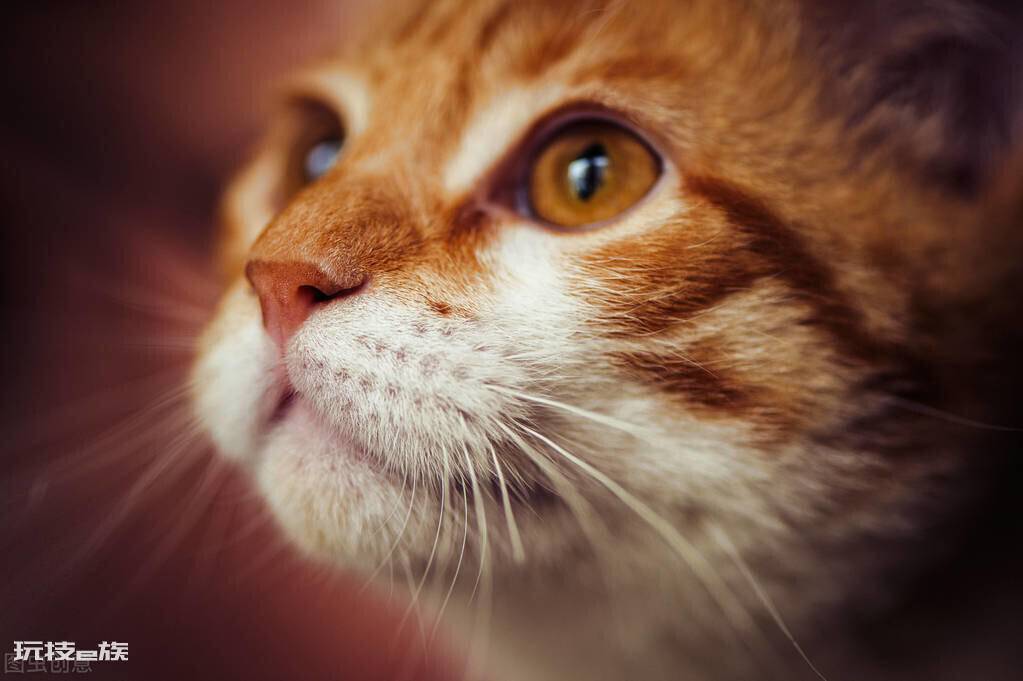 猫咪鼻子干是什么原因引起的(猫咪鼻子发干是生病表现吗)-图片5
